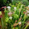 Sarracenia Pitcher Plant Mixed Rare Species Carnivorous House Plant Seeds - 15 Seeds