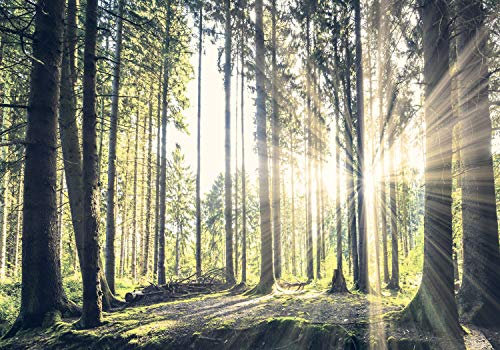decomonkey Photo Wallpaper Forest 200 x 140 cm - Landscape Sun Nature Trees Wall Mural Non-Woven Murals Wall Art Modern Design Print Home Decoration Wood Bedroom Living Room Green Brown