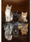 Diamond Painting Bilder, 5D Diamond Painting Kits für Erwachsene Kinder, Round Diamanten Crystal Nach Zahlen Art DIY Malen Set für Eltern-Kinder Interrction, Home Wand Decor (Tiger Kätzchen 30x40 cm)