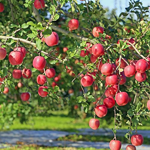 Apfelbaum Bio Saatgut Apfel Samen Obstbaum Frisches Obst Stauden Winterhart MehrjäHrig Gartenpflanzen SäUlenobstbäUme Exotische Pflanzen Hochbeet Samen GäRtner Geschenke 150 Der Apfelbaum Samen