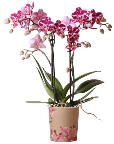 Orchid Phalaenopsis Kolibri Multi Thailand- Moth Orchid - Real Plants for Indoors - House Plants - Live Indoor Real for Living Room, Bedroom, Office Plant Indoor (9cm Pot, 30-40cm)