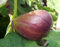 Winterharte Süße Feige 10 Samen -ficus-