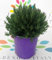 Lavanda Stoechas pianta su vaso cm 18