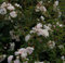 Bodendeckerrose Swany® - Rosa Swany® - weiß - Meilland-Rose - Preis nach Stückzahl Einzelpreis