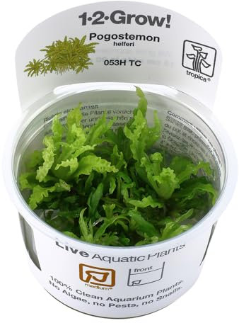 Pogostemon helferi in vitro