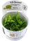 Tropica - Kleiner Stern 'Daonoi' - Sternkraut / Pogostemon helferi 1-2 GROW