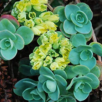 seedsown - Graines Sedum Obcordatum