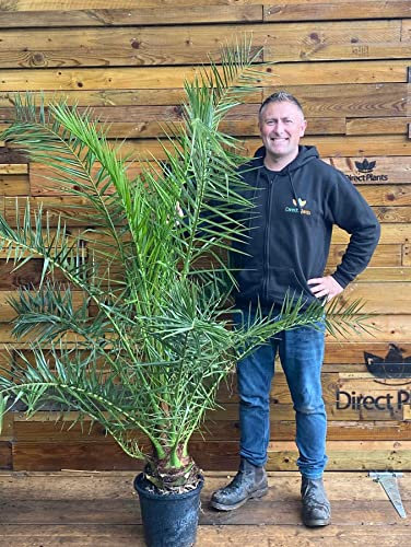 Phoenix Date Palm Tree 6ft Plant in a 8 Litre Pot by DirectPlants™