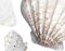 Bilderwelten Wandtattoo No.BP24 Exotische Muscheln, Größe HxB:33cm x 33cm