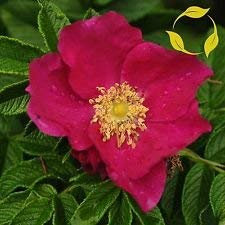 RED Rugosa Rose Rosa Rugosa Rubra 10,30,50,100 Seeds