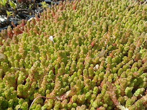 Sedum Dachbegrüunung Steingarten Pflanzen Gründach Bodendecker ca. 500 Stück Flachdach Carport