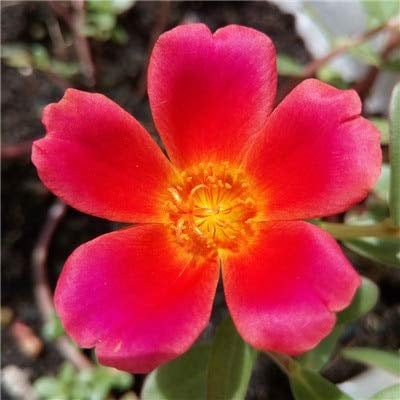 New 300 Pcs Moss-Rose Purslane Double Flower Seeds for Gardening Ruby Pink