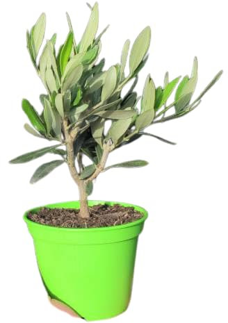 DECOALIVE Olivo Miniatura Árbol Natural de Interior y Exterior