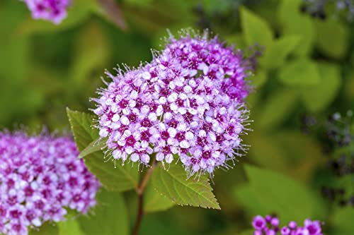 Spiraea japonica 'Froebelii' 40-60 cm - Japanische Spiere, rosarote Blüten, Blütezeit Juni-September, ideal für Rabatten, pflegeleicht und winterhart