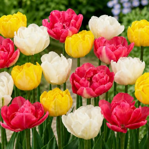 Tulpenzwiebeln Winterhart Mehrjährig Doppelte - Feder Mix - 25 Stück | Echte Pflanzen aus Holland, Blumenzwiebeln für Garten Garten, Töpfe und Balkon (große Knollen, kein Samen, nicht künstlich)