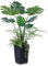 VeriNatural Künstliche Monstera Kunstpflanze 120cm-Große Kunstbaum mit Schwarzer Tapered Topf, Deko Pflanzen für Badezimmer, Büro, Balkon-Kunstpflanzen wie echt,UV-beständig,für Innen&Außen,VN150
