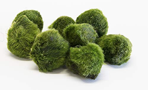 4 x Live Plants for aquascaping, mosses, Fern, Tropical Aquatic Plants in Ceramic Weights (Moss Balls)