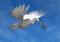 Edition Colibri FRIEDENSTAUBE Lentikular-Postkarte mit Wechselbild/Wackelbild (Flip) (10203)