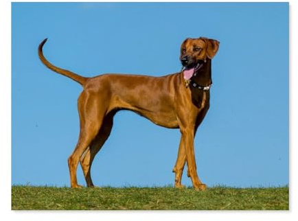 Rhodesian Ridgeback,Puzzle 1000 Teile Erwachsene Kinde Spaß Lernspielzeug Geschenke(50x70cm)-AP47