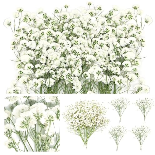 60 Stück Flache Trockenblumen Getrocknete Gepresste Baby’s Breath Blumen Weiß Schleierkraut Getrocknet für DIY Kerze Harz Schmuck Nagel Kunst Basteln