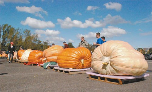 Orgánica de semilla de calabaza (5 semillas) de Dill Atlántico gigante de polinización abierta (no OGM)