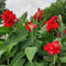 9 pcs Canna Lily Zwiebeln, Canna Knollen Kaufen Blumenzwiebeln Frühblüher, Hydrokultur Pflanzen, Canna Indica Dekoblumen, Winterharte Kübelpflanzen Blumenzwiebeln Mehrjährig Winterhart,