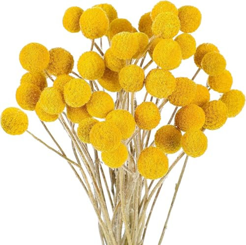 Trockenblumen Set - Craspedia Gelb 30 Stiele - Trockenblumenstrauß - Stilvolle und natürliche Trockenblumen Deko - Tisch Deko - Trockenblumen Hochzeit