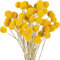 Trockenblumen Set - Craspedia Gelb 30 Stiele - Trockenblumenstrauß - Stilvolle und natürliche Trockenblumen Deko - Tisch Deko - Trockenblumen Hochzeit