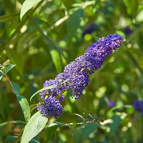 Arbre Aux Papillons Empire Blue - Buddleja Davidii Empire Blue 40 cm Pot 3l - Plante En Pot - Floraison Juillet à Septembre Couleur Des Fleurs - Hauteur 2 à 3 m - Exposition Plein Soleil Floraison