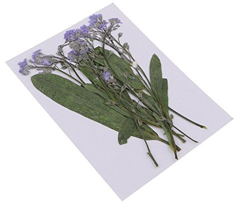 Homyl 12 pcs Vergissmeinnicht Echte Getrocknete Blumen für DIY Scrapbooking Kunsthandwerk