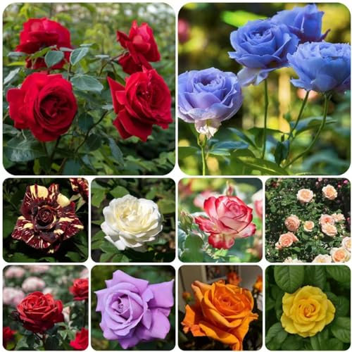 50 pcs rosensamen - bienenfreundliche blumensamen rosen pflanzen rosenpflanzen,Rosa rugosa, sommerblumen samen winterharte stauden gartensamen saat blumensaat schmetterlingswiese
