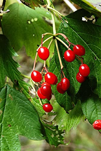 Gemeiner Schneeball 40-60cm - Viburnum opulus