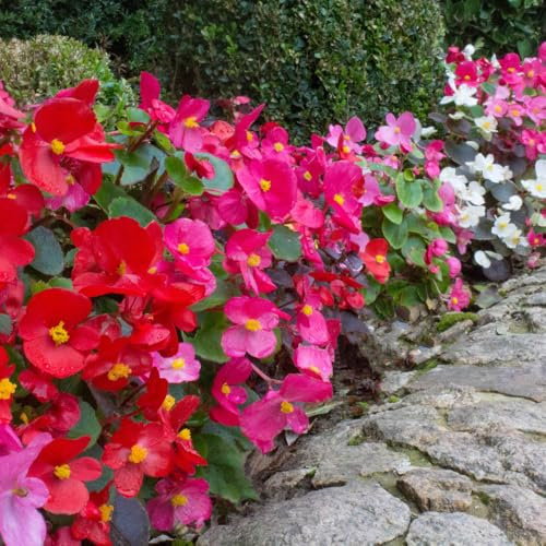 YouGarden Begonia semperflorens 'Sahara', 40 x Pro Plug Plants, Ready to Plant Out Plant Plugs for Gardens