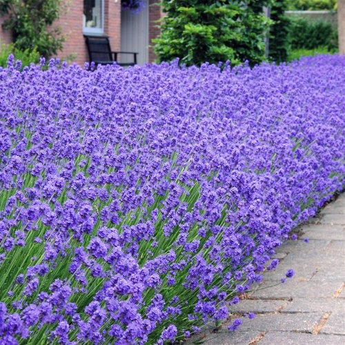 Lavender Munstead 6 x 9cm Plants Grown in Lincolnshire