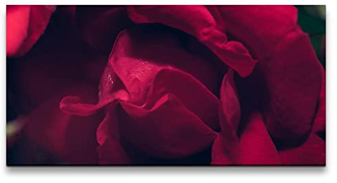 Paul Sinus Leinwandbild 120x60cm Rose Rosenblüte Rot Romantisch Liebe Leidenschaft