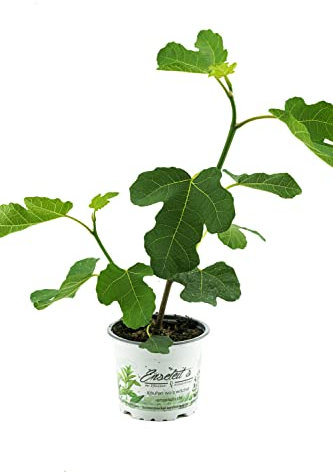 Feigenbaum, Ficus carica, Feigenbaum Winterhart