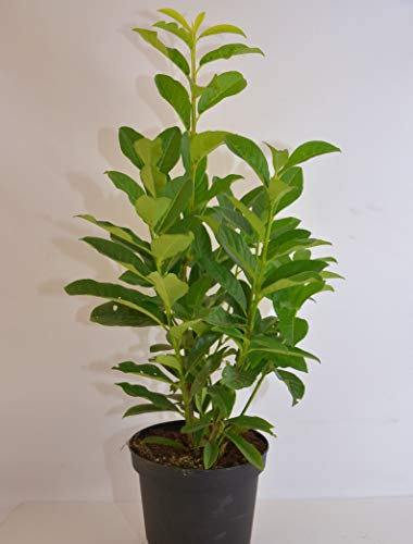 immergrüner Kirschlorbeer Prunus laurocerasus Genolia -R- 60-80 im 5 Liter Pflanzcontainer
