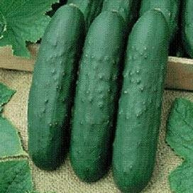 Cucumber Eureka 250 Seeds