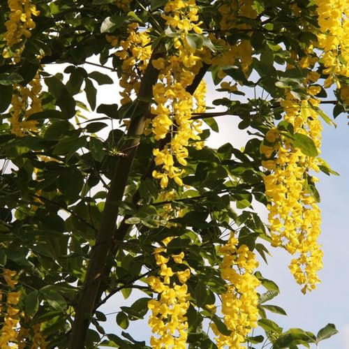 100 Pcs Goldregen Baum Winterhart Samen, Gartenpflanzen Winterhart Mehrjährig (Laburnum Anagyroides) Bonsai Tree Bäume Pflanzen Bonsai Baum Kräuter Samen Herbst Deko Kräuterpflanzen