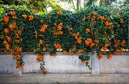Ponak Neue 50pcs Clematis Blumensamen Orange