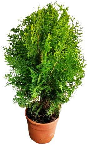 Tuya del Canadá Arbusto Natural - Seto de Exterior Resistente y de Riego Moderado