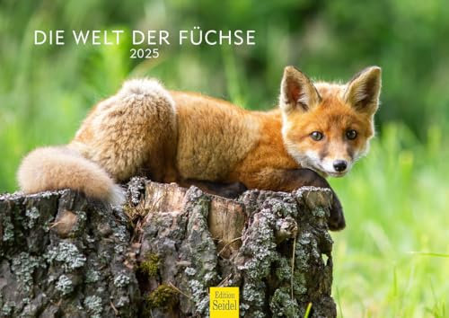 Edition Seidel Premium Kalender Die Welt der Füchse 2025 Format DIN A4 Wandkalender Tierkalender Fuchs Tiere Wildtiere Waldtiere Raubtiere