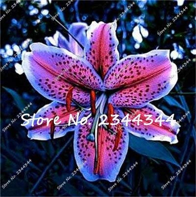 8: Großes Angebot 100 semi/lotto Hybrid-Lilie-Blumensamen Hemerocallis-Lilie Zimmermöbel für den Garten