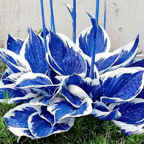 Hosta-Ecologización/Embellece el entorno/Ideal para decorar tu jardín-B-6 Rizoma