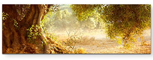 Paul Sinus Art Leinwandbilder | Bilder Leinwand 150x50cm großer alter Olivenbaum