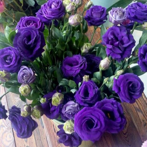 500 Stück Eustoma Dornenlose Rose Samen - Mehrfarbige Lisianthus Blumensamen für Garten & Balkon - Perfekt für Schnittblumen, Dekoration & DIY-Blumensträuße (Lila)