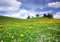 wandmotiv24 Fototapete Sommerwiese Hügel Blumenwiese, 300 x 210 cm - selbstklebende Strukturtapete, Wanddeko, Wandbild, Wandtapete, gelbe, Blüten, weisse, Blumen M0335