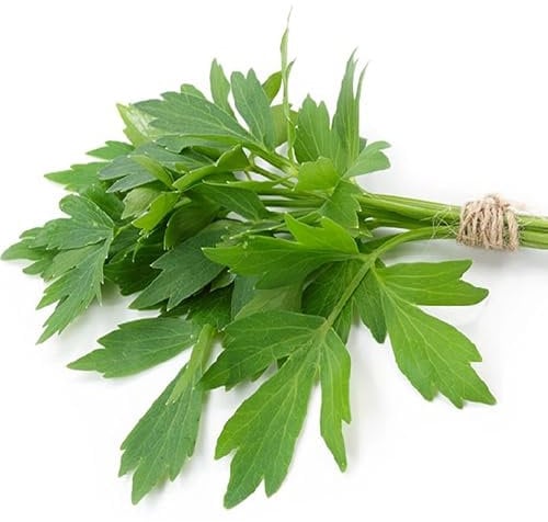 300 semi di levistico (Levisticum officinale) Sedano perpetuo - riproducibile non trattati
