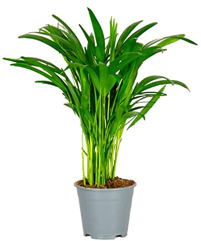Bloomique - Dypsis Lutescens - Goldfruchtpalme - Areca Palme - Zimmerpflanzen - Pflegeleicht - Haustierfreundlich - Höhe 40-50 cm - Topf 14 cm