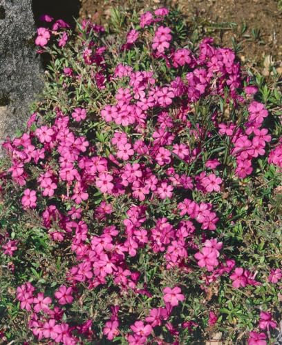Teppich-Phlox 'Home Fires' im Topf Phlox stolonifera Bodendecker winterhart
